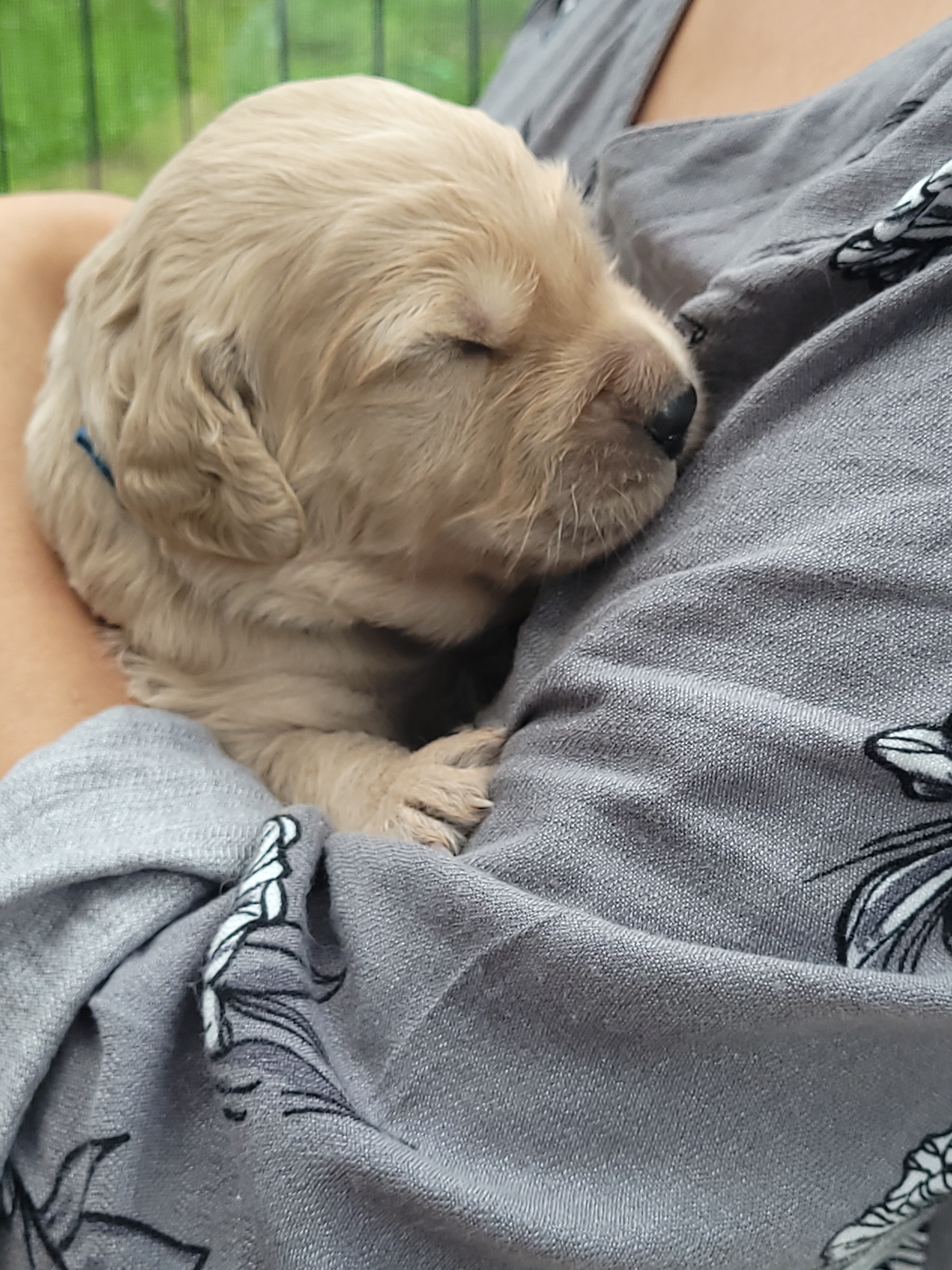 Goldendoodle, standard poodle, Königspudel, Großpudel, Golden Retriever